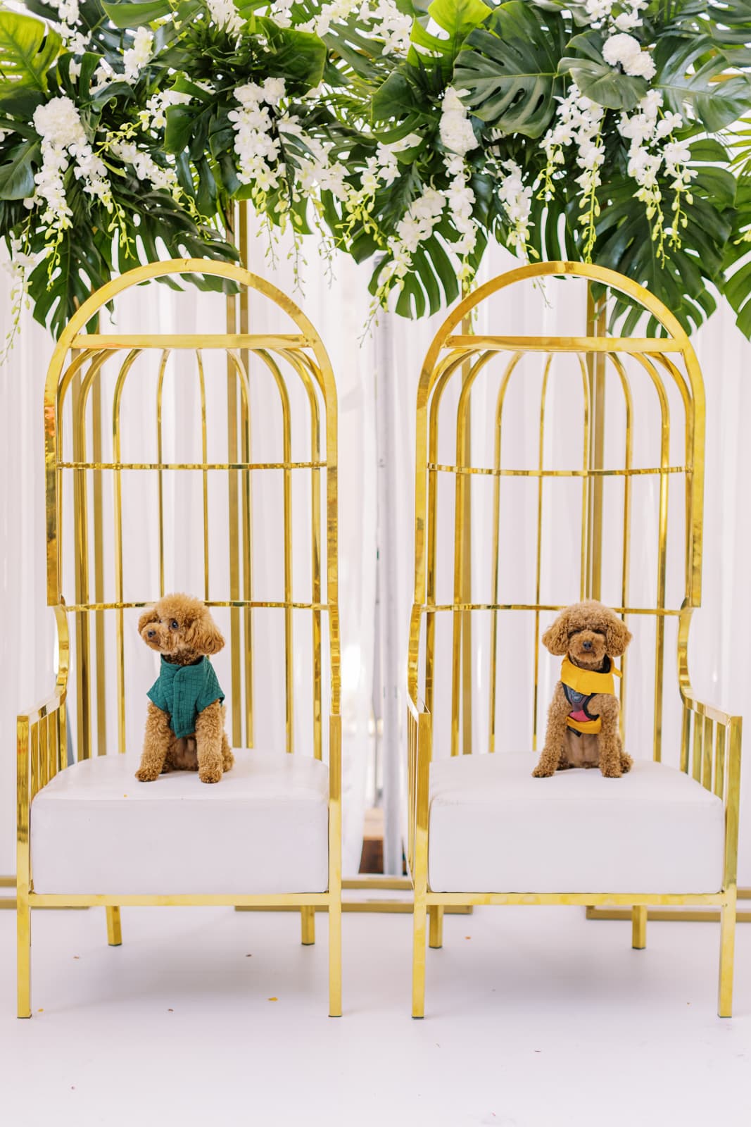 Mini golden doodle puppies at wedding